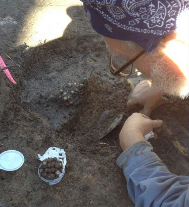 An archeologist recovers a cache of musket balls from an excavated trench from this Fort Stewart archaeological site during phase III mitigation of an 18th century ranger outpost known as Fort Argyle. Fort Argyle was the first colonial settlement at Fort Stewart and is listed on the National Registry of Historic Places. The team also completed a project to mitigate river erosion that could have adversely affected the site. 