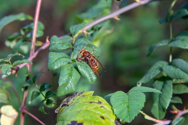 A bee on a leaf at the Mainz Sand Dunes Local Training Area near Mainz, Germany, Oct. 22, 2021 (U.S. Army photo by Alfredo Barraza)