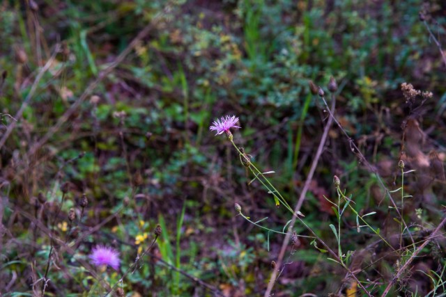 A thistle plant at the Mainz Sand Dunes Local Training Area near Mainz, Germany, Oct. 22, 2021 (U.S. Army photo by Alfredo Barraza)