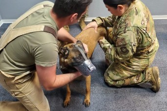 Veterinary Medical Center Europe provides training opportunity to the 10th Expeditionary Aeromedical Evacuation Flight 