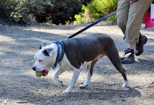 Loki Clark, dog of Danielle and Brian Clark, hikes with his tennis ball during the Volksmarch at the Presidio of Monterey, Calif., Aug. 28.